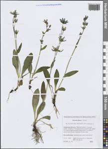 Сверция тупая Ledeb., Сибирь, Дальний Восток (S6) (Россия)