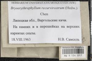 Bryoerythrophyllum recurvirostrum (Hedw.) P.C. Chen, Гербарий мохообразных, Мхи - Центральное Черноземье (B10) (Россия)