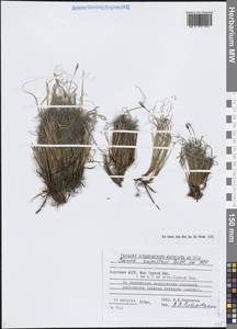 Осока наскальная, Осока скальная All., Сибирь, Якутия (S5) (Россия)