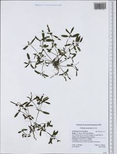 Эклипта простертая (L.) L., Западная Европа (EUR) (Италия)