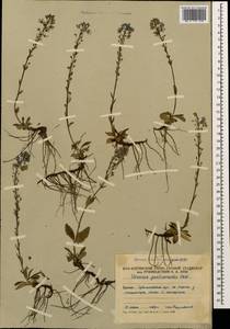 Вероника горечавковая Vahl, Кавказ, Южная Осетия (K4b) (Южная Осетия)