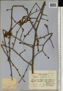 Орешник обыкновенный, Лещина обыкновенная L., Восточная Европа, Молдавия (E13a) (Молдавия)