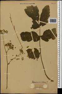 Pastinaca sativa subsp. urens (Req. ex Godr.) Celak., Кавказ (без точных местонахождений) (K0)