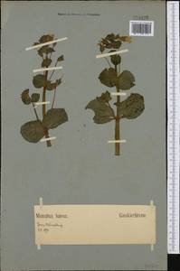 Erythranthe lutea (L.) G.L.Nesom, Западная Европа (EUR) (Германия)