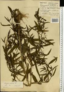 Лебеда раскидистая L., Восточная Европа, Московская область и Москва (E4a) (Россия)