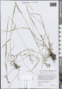 Мятлик сибирский Roshev., Сибирь, Прибайкалье и Забайкалье (S4) (Россия)