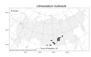 Lithosciadium multicaule, Каменнозонтичник многостебельный Turcz., Атлас флоры России (FLORUS) (Россия)