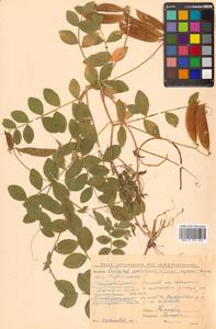 Lathyrus japonicus var. maritimus (L.) J.T.Kartesz & Gandhi, Сибирь, Чукотка и Камчатка (S7) (Россия)