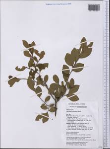 Vaccinium arboreum Marshall, Америка (AMER) (США)