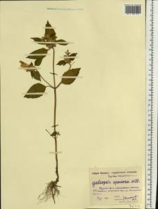 Пикульник красивый, Зябра Mill., Восточная Европа, Московская область и Москва (E4a) (Россия)