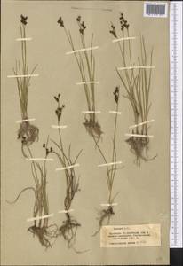 Ситник семиреченский V.I.Krecz. & Gontsch., Средняя Азия и Казахстан, Муюнкумы, Прибалхашье и Бетпак-Дала (M9) (Казахстан)