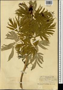 Пион уклоняющийся, Марьин корень L., Монголия (MONG) (Монголия)