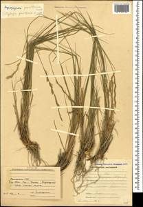 Pseudoroegneria gracillima (Nevski) Á.Löve, Кавказ, Армения (K5) (Армения)