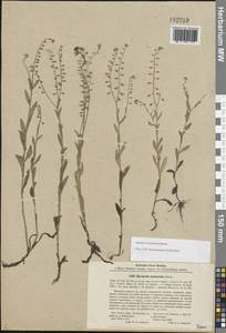 Незабудка дубравная Besser, Восточная Европа, Северо-Западный район (E2) (Россия)