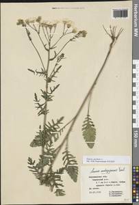 Якобея обыкновенная, Восточная Европа, Центральный лесостепной район (E6) (Россия)