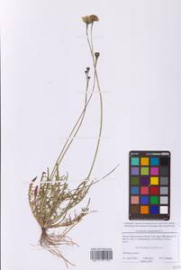 Scorzoneroides autumnalis subsp. autumnalis, Восточная Европа, Московская область и Москва (E4a) (Россия)