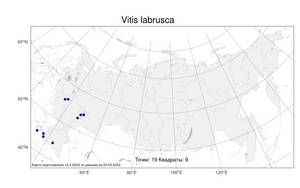Vitis labrusca, Виноград лабруска L., Атлас флоры России (FLORUS) (Россия)
