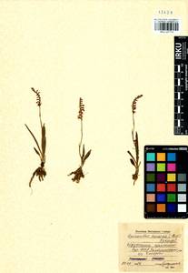 Spiranthes australis (R.Br.) Lindl., Сибирь, Прибайкалье и Забайкалье (S4) (Россия)