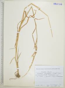 Бекмания восточная (Steud.) Fernald, Сибирь, Дальний Восток (S6) (Россия)