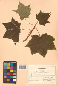Клен Майра (Schwer.) H.Ohashi, Сибирь, Дальний Восток (S6) (Россия)
