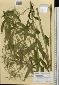 Erysimum cheiranthoides subsp. altum Ahti, Восточная Европа, Западный район (E3) (Россия)