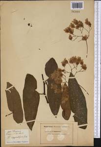 Begonia maculata Raddi, Америка (AMER) (Неизвестно)