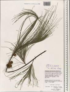 Казуарина хвощелистная L., Зарубежная Азия (ASIA) (Индонезия)