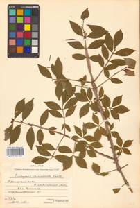 Бересклет крылатый (Thunb.) Siebold, Сибирь, Дальний Восток (S6) (Россия)