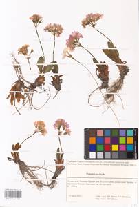 Primula rosea Royle, Зарубежная Азия (ASIA) (Индия)