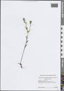 Buglossoides rochelii (Friv.) Stoyanov, Mátis & Sennikov, Восточная Европа, Нижневолжский район (E9) (Россия)