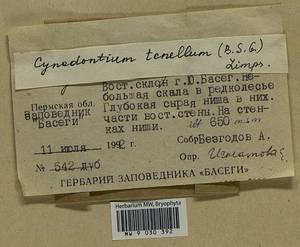 Cynodontium tenellum (Schimp.) Limpr., Гербарий мохообразных, Мхи - Пермский край, Удмуртия, Свердловская и Кировская области (B8) (Россия)