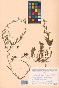 Незабудка скорпионовидная L., Восточная Европа, Московская область и Москва (E4a) (Россия)