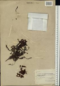 Камнеломка супротивнолистная L., Восточная Европа, Северный район (E1) (Россия)