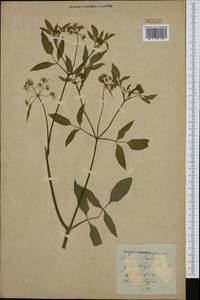 Поручейник сахарный L., Западная Европа (EUR)