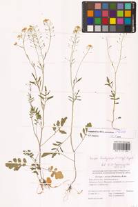 Жерушник короткоплодный (C.A.Mey.) Hayek, Восточная Европа, Ростовская область (E12a) (Россия)