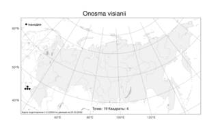 Onosma visianii, Оносма Визиани Clementi, Атлас флоры России (FLORUS) (Россия)