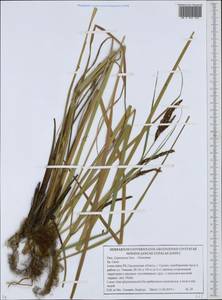 Осока, Восточная Европа, Белоруссия (E3a) (Белоруссия)