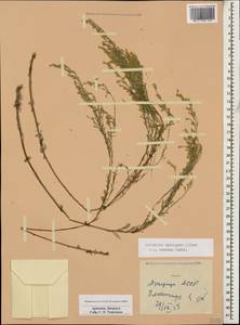 Seriphidium spicigerum (C. Koch) Poljak., Кавказ, Армения (K5) (Армения)