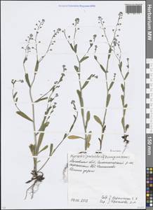 Незабудка полевая (L.) Hill, Восточная Европа, Московская область и Москва (E4a) (Россия)