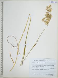 Чий пекинский (Hance) Ohwi, Сибирь, Дальний Восток (S6) (Россия)