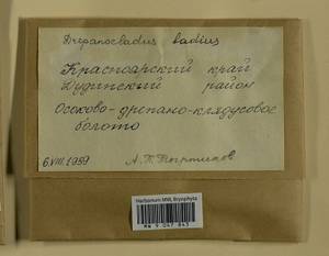 Warnstorfia badia (Hartm.) W.R. Buck & Goffinet, Гербарий мохообразных, Мхи - Красноярский край, Тыва и Хакасия (B17) (Россия)