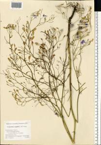 Delphinium consolida subsp. consolida, Восточная Европа, Средневолжский район (E8) (Россия)