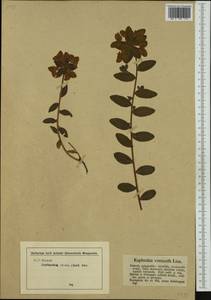 Euphorbia verrucosa L., Западная Европа (EUR) (Германия)