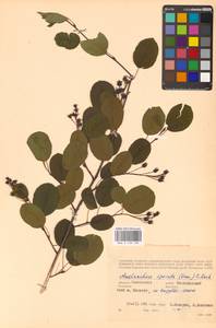 Amelanchier × spicata (Lam.) K.Koch, Восточная Европа, Западный район (E3) (Россия)