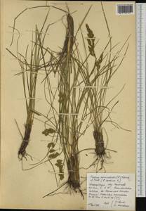 Festuca paniculata (L.) Schinz & Thell., Западная Европа (EUR) (Испания)