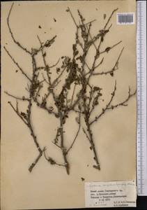 Prunus bifrons Fritsch, Средняя Азия и Казахстан, Памир и Памиро-Алай (M2) (Таджикистан)
