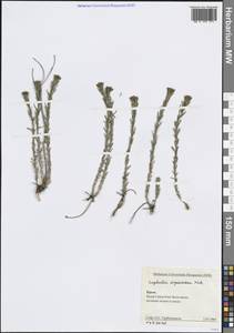 Молочай Сегье Neck., Крым (KRYM) (Россия)