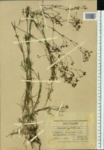 Подмаренник ксерофитный (Klokov) Pobed., Восточная Европа, Молдавия (E13a) (Молдавия)