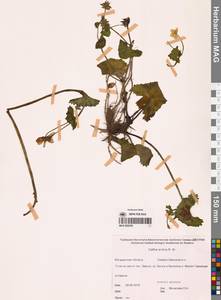 Калужница укореняющаяся (T.F.Forst.) Beck, Сибирь, Чукотка и Камчатка (S7) (Россия)