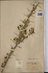 Caragana halodendron (Pall.) Dum.Cours., Средняя Азия и Казахстан, Сырдарьинские пустыни и Кызылкумы (M7)